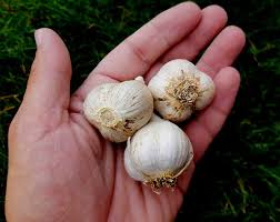 Image result for Garlic