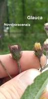Image result for Monsonia glauca