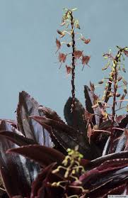 Image result for Malaxis