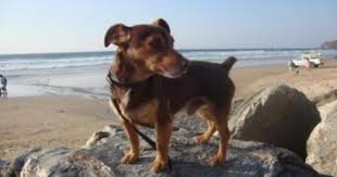 Black And Tan Miniature Jack Russell Terrier Rare Chocolate Miniature Jack Russell Terrier Jack Russell Terrier Jack Russell Crazy Dog Lady