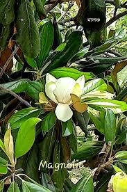 Image result for Magnoliaceae