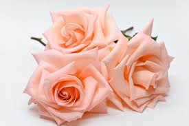 Rose gold flowers with white background. 713 Elegant White Rose Pattern Gold Background Photos Free Royalty Free Stock Photos From Dreamstime