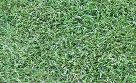 The weed is characterized by a tall tasseled seed stalk above the rest and becomes more visible in late spring or early summer. Celebration Bermudagrass Jw Turf Farms