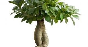 Resultado de imagen para CUIDADO DE BONSAI