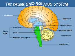 Transmits information to the processing areas of the brain and spine 3. Brain And Nervous System For Parents Nemours Kidshealth