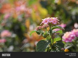 Not only background indah, you could also find another pics such as background ppt bergerak indah, background cantik dan indah, background pptx indah, background pemandangan indah. Lantana Camara Flower Image Photo Free Trial Bigstock