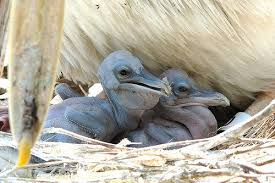 Baby Bird With Large Beak Look At This Baby Bird Bird Birds Photography Art Beautiful Birds