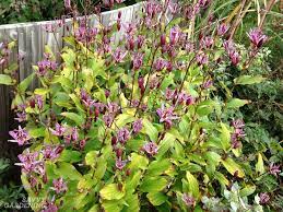 Zones 4 to 8 hardy, creeping. Shade Loving Perennial Flowers 15 Beautiful Choices For Your Garden