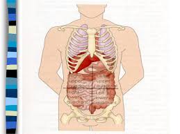 A skeleton is the hard structure that protects the internal organs of a living thing. The Abdomen Chapter Ppt Download