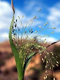 Image result for Panicum carneovaginatum