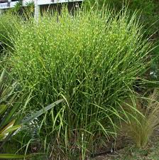 Pin On Landscaping