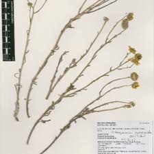 Image result for Osteospermum monocephalum