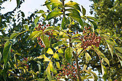 Image result for Zanthoxylum holtzianum