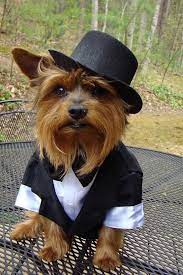Pin By Emma Marie On Wedding Stuff Dog Tuxedo Dog Wedding Boy Dog Clothes