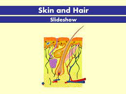 Maybe you would like to learn more about one of these? Skin Hair And Nails