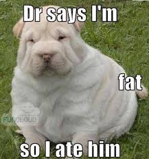 Find over 100+ of the best free fat dog images. Pin On Cute Animals