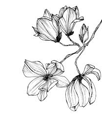 Design Botanical Floral Decoration Hand Drawn Wildflowers Wild Pattern Background F Flower Illustration Pattern Flower Illustration Flower Drawing
