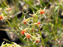 Image result for Tulbaghia acutiloba