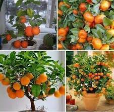 Choose items to buy together. 20 Seeds Bonsai Orange Tree Seeds Ships From Iowa Grow A Delicious Fruit Bearing Bonsai Tree Patio Lawn Garden Plants Seeds Bulbs Ferreira Reinigungen Ch