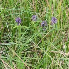 Image result for Floscopa leiothyrsa