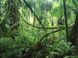 We did not find results for: Innovation Is Like A Tropical Rainforest Paul4innovating S Innovation Views