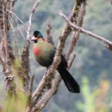 Within its distribution, the ruwenzori inhabits woodlands from 2000 to 3600m. Rwenzori Turaco Photo Nigel Osmaston Download Scientific Diagram