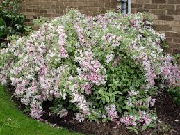 It's the perfect weigela for tucking into pots or edging the front of a flower border. Variegated Weigela Garden Housecalls