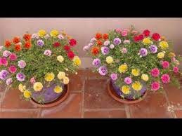 They are known as the purslanes. How To Grow Table Rose Moss Rose Portulaca Grandiflora Japanese Rose Sun Planting Roses Portulaca Grandiflora Moss Rose Flower