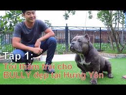 This might not come as a huge surprise, but we can now all find comfort in knowing that the upcoming difficult people. T1 Tá»i ThÄm Tráº¡i Cho Bully Ä'áº¹p Táº¡i HÆ°ng Yen Bully Exotic Nhamtuattv Dog In Vietnam Youtube