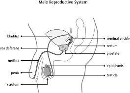 In 2012, worldwide, there are estimated to have been 1.1 … The Prostate Canadian Cancer Society