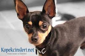 minyatur pinscher ozellikleri bakimi nasil bir kopektir