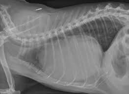 However, depending on the severity, it can impair cardiac and respiratory function and cause pain in the chest and back.3 people with the abnormality may experience negative psychosocial effects, and avoid activities that expose the chest. Case A Case Of Peritoneopericardial Diaphragmatic Hernia In A Cat Vetpixel