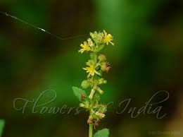 Image result for Triumfetta pentandra