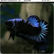 He was the younger brother of tonraq, husband of malina, with whom he fathered desna and eska, and uncle of avatar korra. Betta Avatar Online Shop Shopee Malaysia