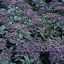 Image result for Heliotropium lineare