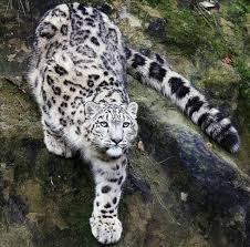 Snow Leopard Don T Dare To Litter In Himalayas It S My Home Warning Share And Tag Your Friends Hima Snow Leopard Buyuk Kediler Vahsi Hayvanlar