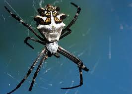 They usually like to hang around trees, so visiting the trees and exploring the branches the spider chunk is an item that you get from defeating orb weavers. Bay Nature Magazine A Sign Of Fall When Pumpkin Spiders Are On The Move