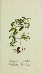 Image result for Hippocratea goetzei