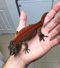 Black And White Striped Lizard Arizona Deadpool After A Shed Rhacodactylus Auriculatus Gargoylegecko Gargoylegeckos Gargoyle Geckos Gargoylegecko Cute Reptiles Gargoyle Gecko Gecko