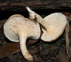 Image result for Hydnum repandum