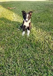 Maybe you would like to learn more about one of these? Paso Robles Ca Australian Kelpie Meet Boy Puppy Runt A Pet For Adoption