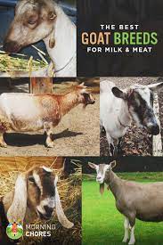 18 Best Goat Breeds For Milk And Meat Production