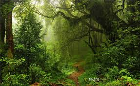 7x5FT Polyester Photo Background Green Jungle Forest Studio Backdrop  Washable LB  eBay