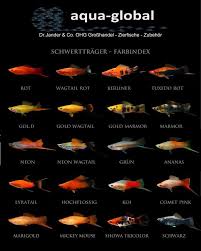 Cola De Espada Xiphophorus Hellerii Fish Breeding Tropical Fish Aquarium Tropical Fish Tanks