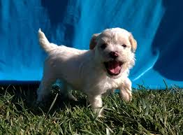 Looking for a goldendoodle puppy or dog in california? Goldendoodle San Diego Home