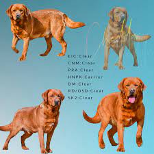 Dog breeders and puppies for sale in michigan. English Fox Red Lab 1 Amazing Fox Red Lab Puppies For Sale In Wisconsin
