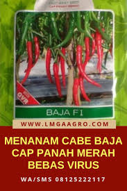 Menanam Cabai Baja Panah Merah Panen Melimpah Menanam Panen Panah