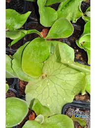 Image result for Platycerium elephantotis