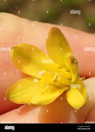 Image result for Eriospermum mackenii