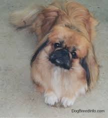 pekingese dog breed information and pictures